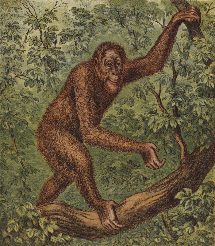 Orang-Outang (litografia kolorowa) autorstwa English School