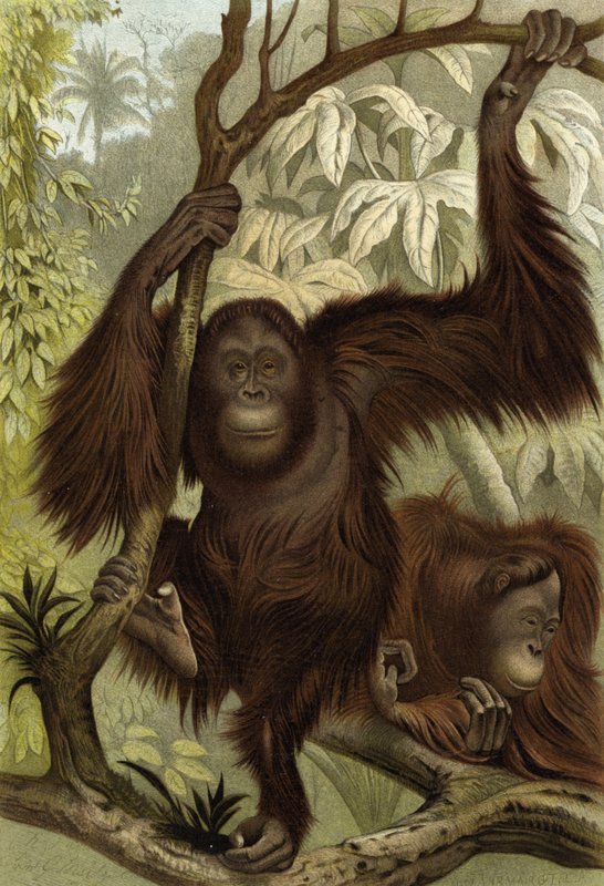 Orangutan autorstwa English School