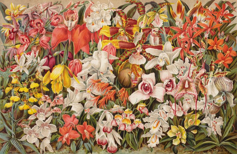 Storczykowy dom (chromolitho) autorstwa English School