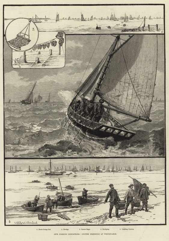 Nasze branże rybackie: Pogłębianie ostryg w Whitstable autorstwa English School