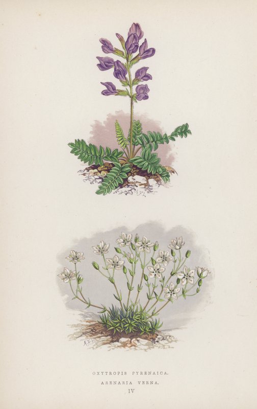 Oxytropis Pyrenaica; Arenaria Verna (kolor lito) autorstwa English School