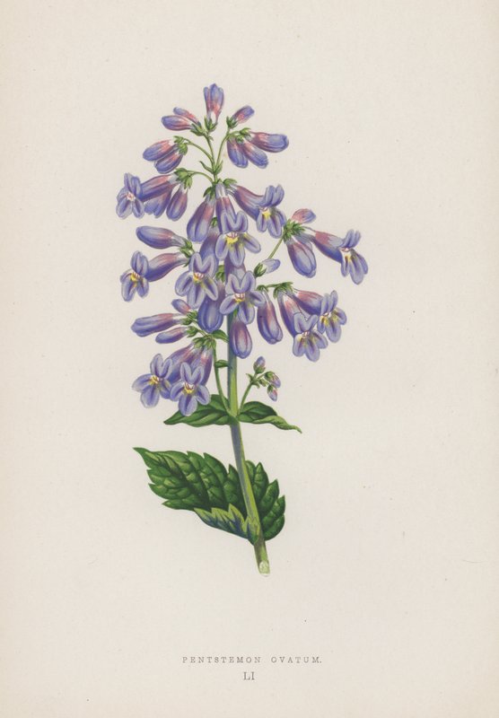Pentstemon Ovatum (litografia kolorowa) autorstwa English School