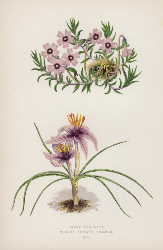 Floks szypułkowy; Crocus Sativus Greecus (kolor lito) autorstwa English School