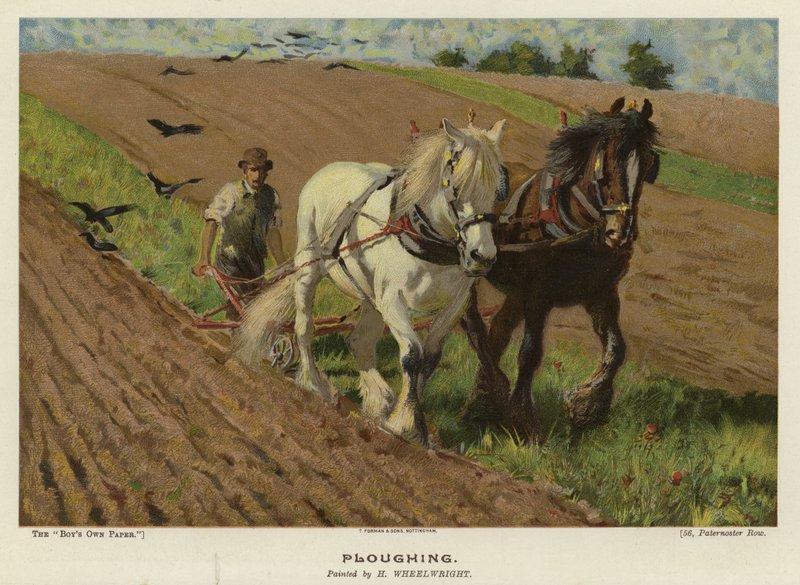 Orka autorstwa H Wheelwright autorstwa English School