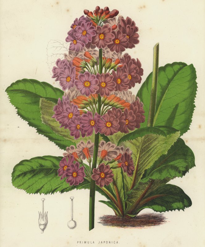 Primula Japonica (chromolitho) autorstwa English School