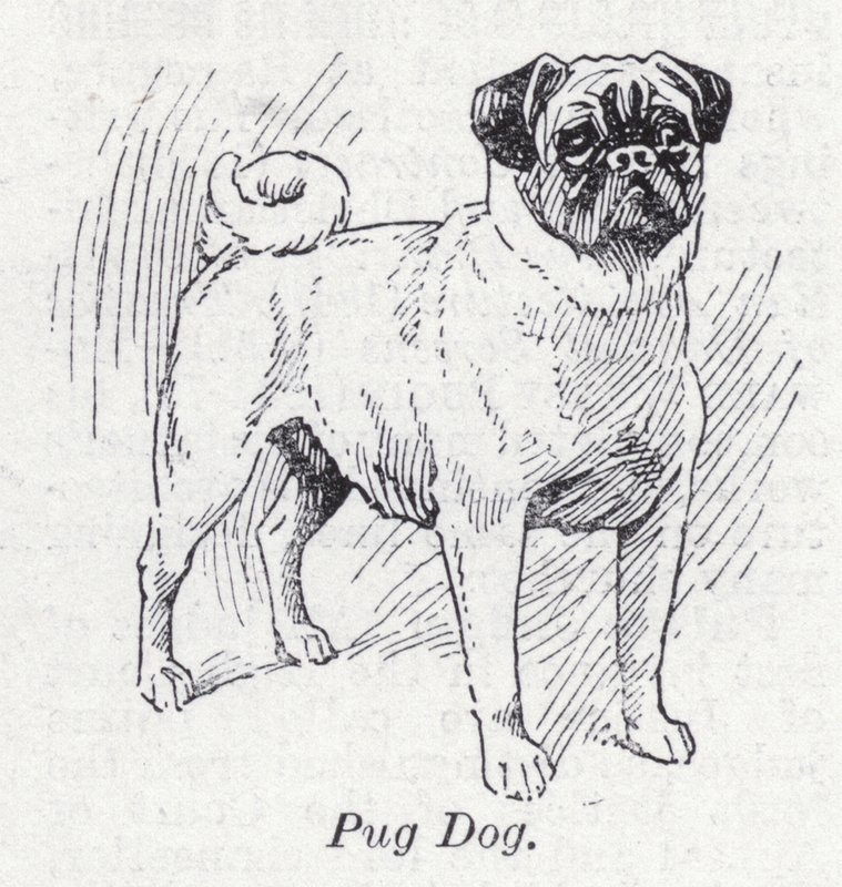 Mops pies (lito) autorstwa English School