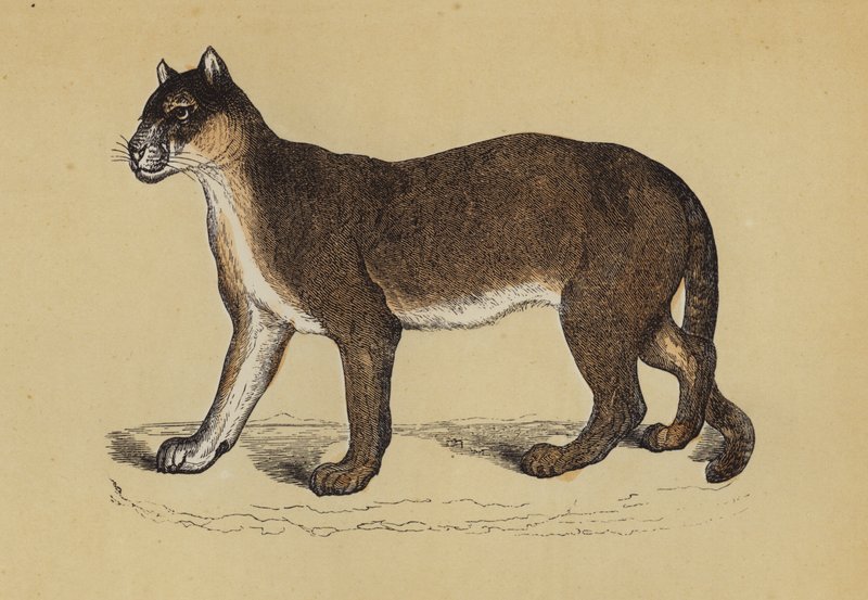 Puma (kolor lito) autorstwa English School