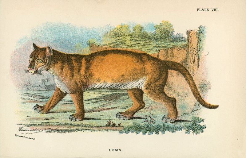Puma autorstwa English School