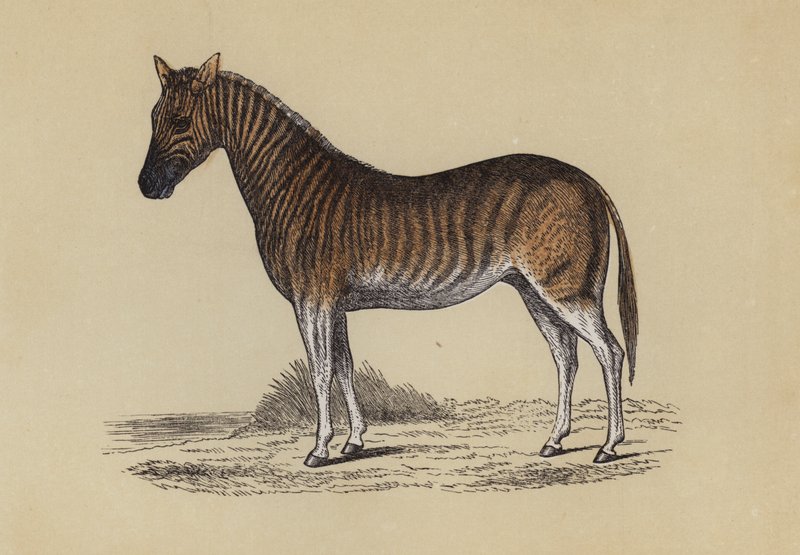 Quagga (kolor lito) autorstwa English School
