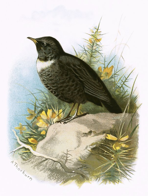 Pierścień Ouzel autorstwa English School