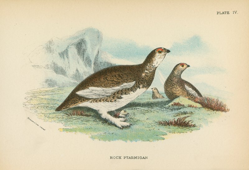 Ptarmigan skalny autorstwa English School