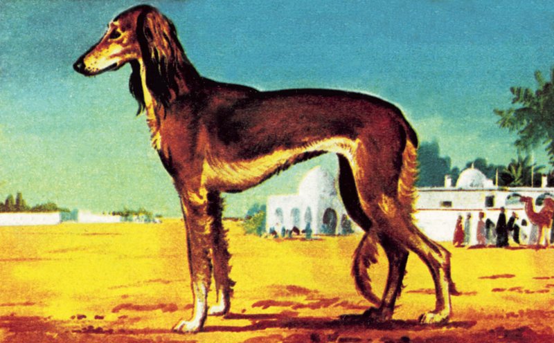 سالوکیپولي autorstwa English School