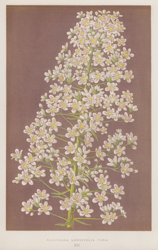 Saxifraga longifolia Vera (kolor lito) autorstwa English School