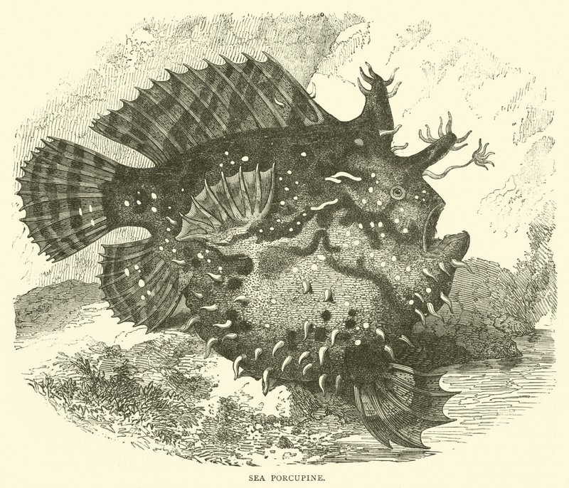 Jeżozwierz morski (grawerunek) autorstwa English School