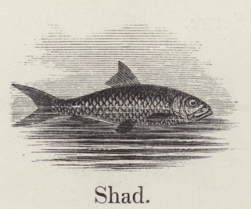 Shad (grawerowanie) autorstwa English School