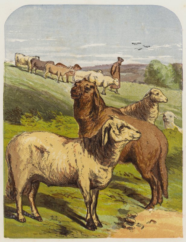 Owce (chromolitho) autorstwa English School