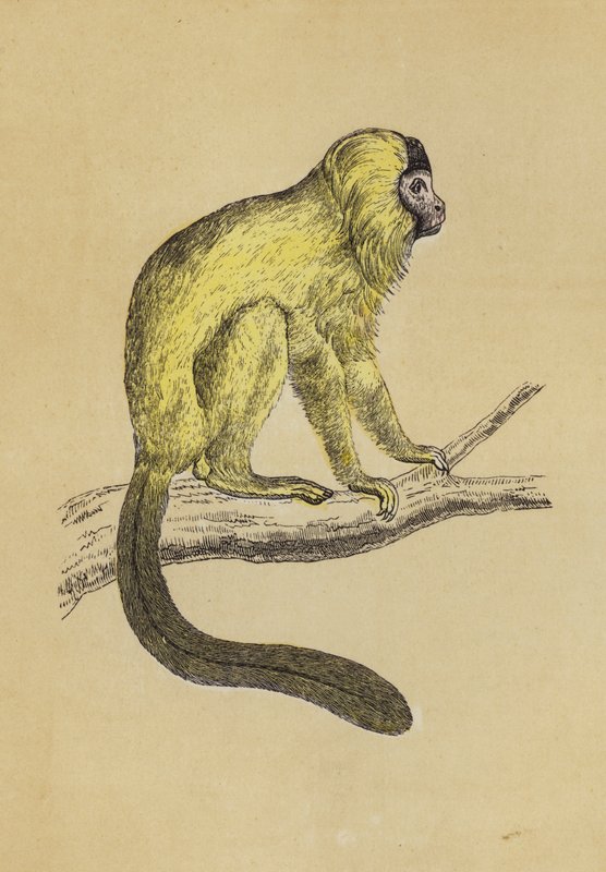 Tamaryna jedwabista (kolorowa litografia) autorstwa English School
