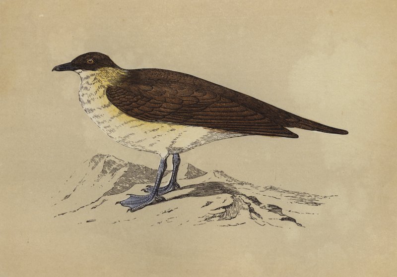 Skua (kolorowa litografia) autorstwa English School