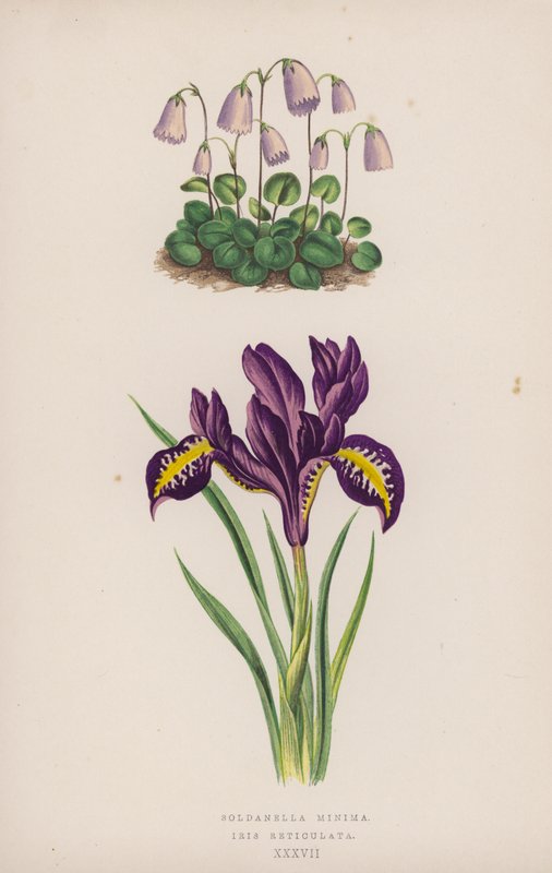 Soldanella Minima; Iris Reticulata (kolor lito) autorstwa English School
