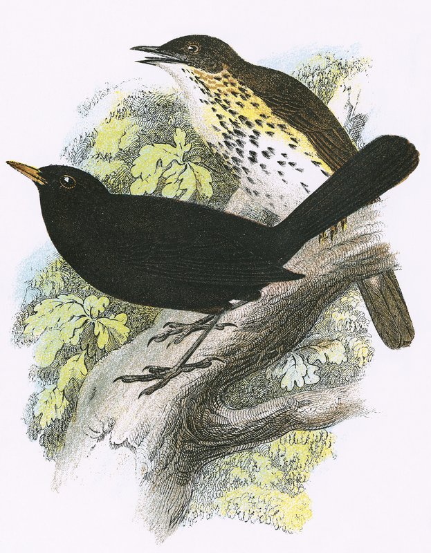 Song-Thrush (дээд) ба Blackbird (доод) поло autorstwa English School