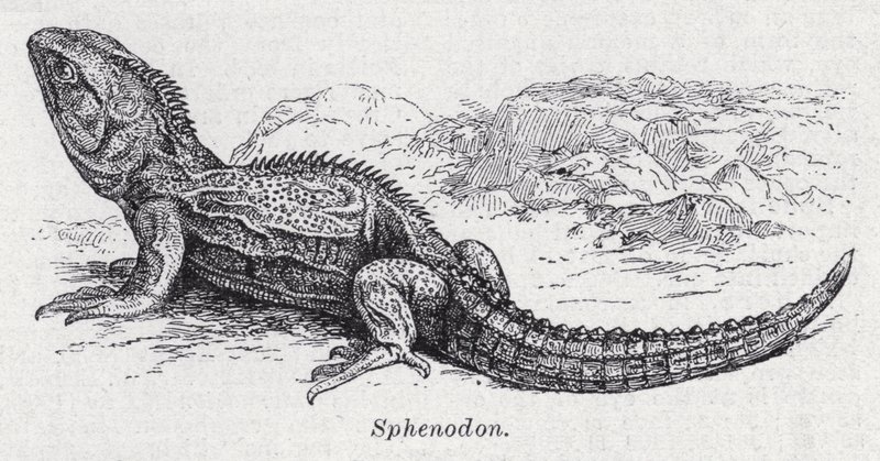 Sphenodon (lito) autorstwa English School