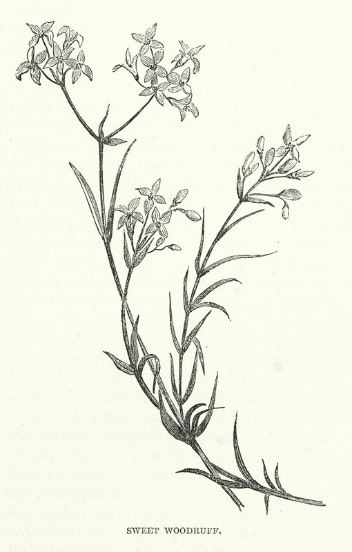 Sweet Woodruff (grawerunek) autorstwa English School