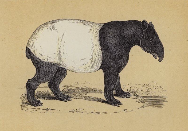 Tapir (kolor lito) autorstwa English School
