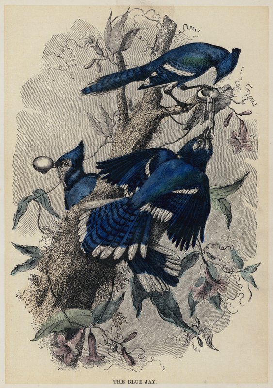 Blue Jay (kolorowy grawerunek) autorstwa English School