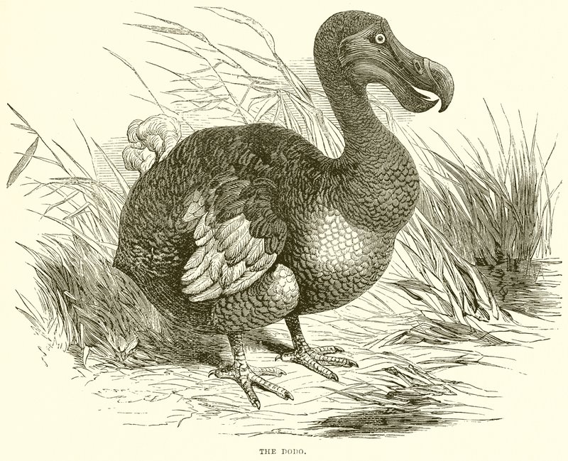 Dodo autorstwa English School