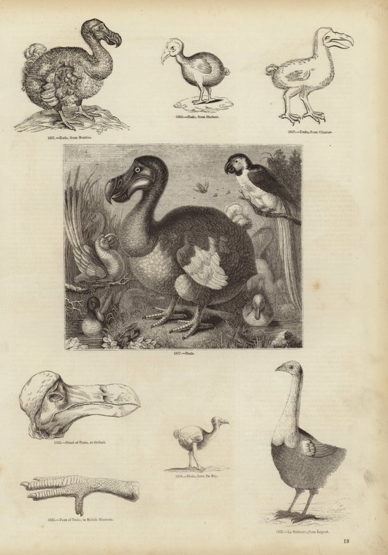 Dodo autorstwa English School