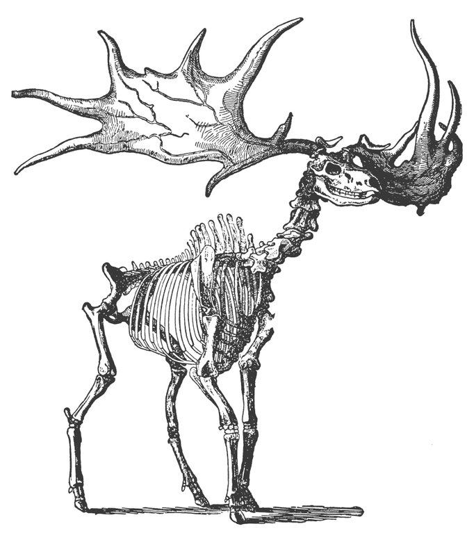 Elk irlandzki (Megaceros Hibernicus) (rycina) autorstwa English School