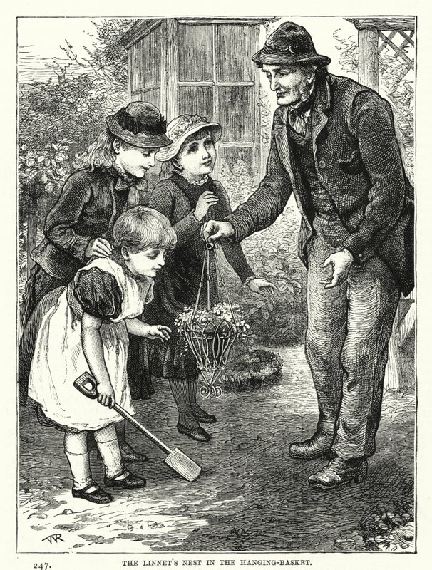 Gniazdko Linnet w Wiszącym Koszu (rycina) autorstwa English School
