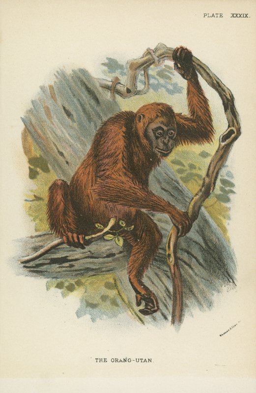Orangutany autorstwa English School