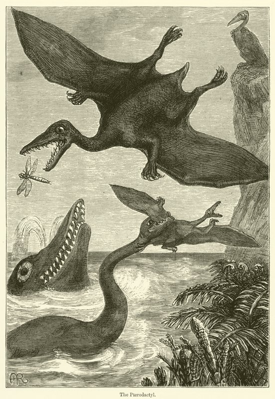 Pterodaktyl (rycina) autorstwa English School