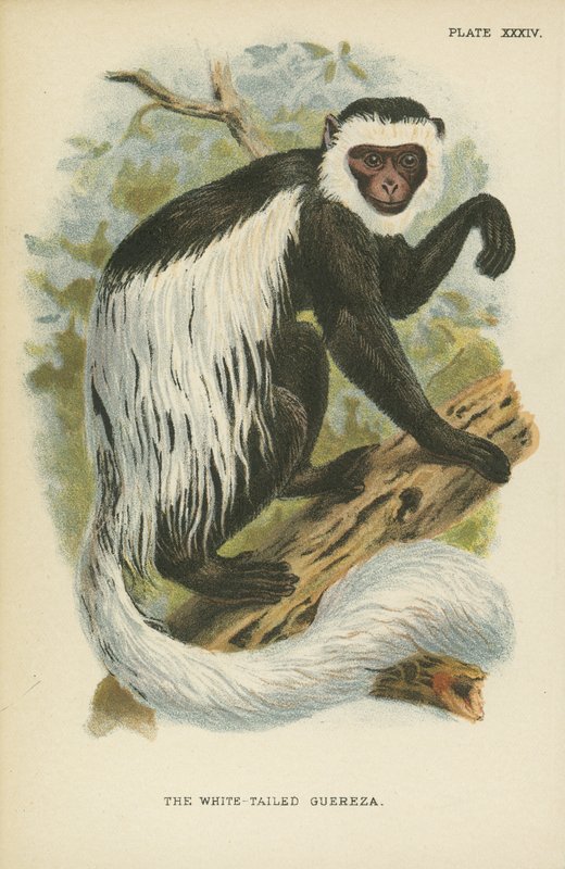 Guereza z białym ogonem autorstwa English School