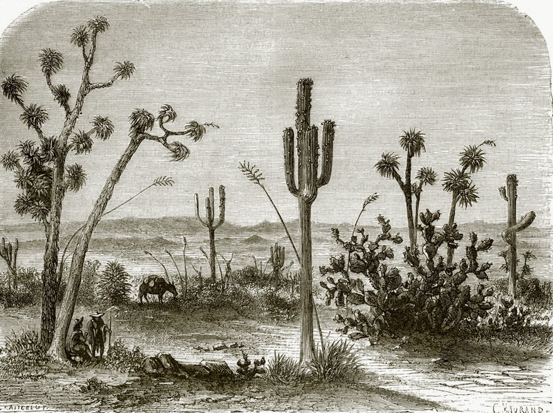 Olbrzymi cereus autorstwa English School