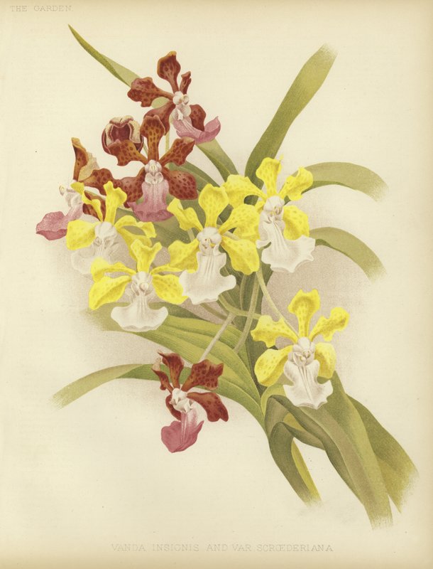 Vanda insignis i var scroederiana autorstwa English School