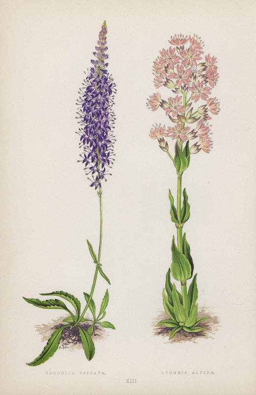 Weroniki Spicata; Lychnis Alpina (kolor lito) autorstwa English School