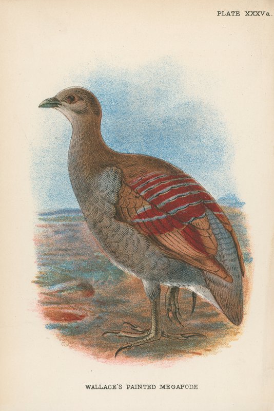 Malowana Megapoda Wallace