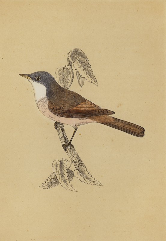 Whitethroat (kolor lito) autorstwa English School