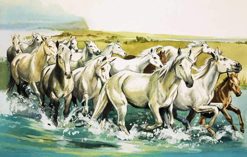 Dzikie konie Camargue, 1971 autorstwa English School