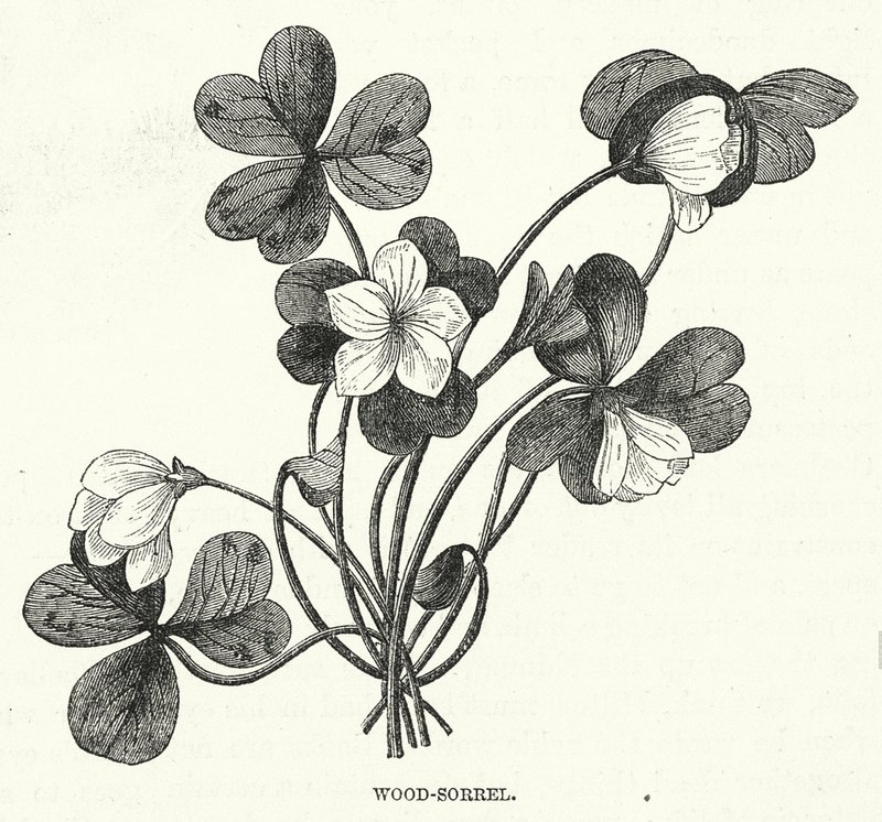 Wood-Sorrel (grawerunek) autorstwa English School
