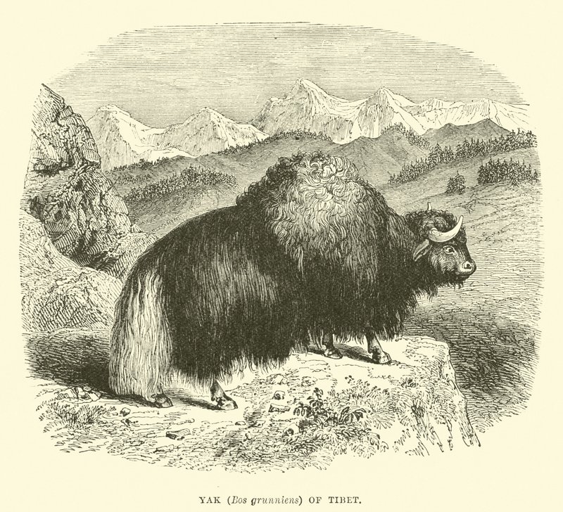 Jak (Bos grunniens) Tybetu autorstwa English School