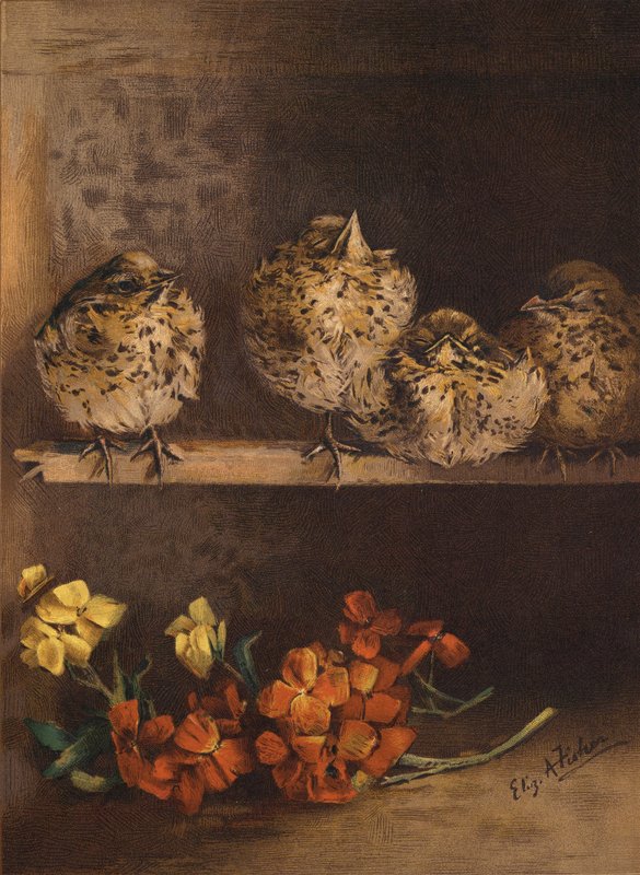 Młode pisklęta i kwiaty (chromolitho) autorstwa English School