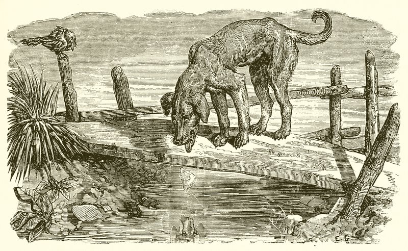Pies i jego cień autorstwa Ernest Henry Griset