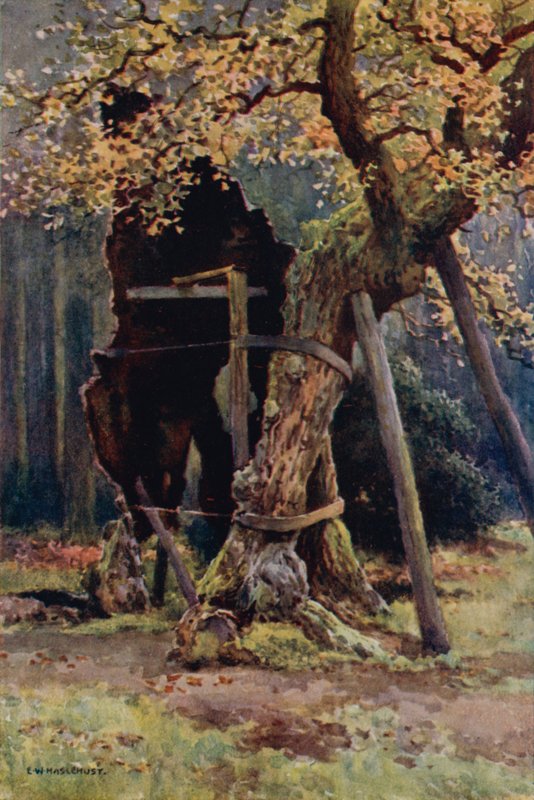 Spiżarnia Robin Hooda (kolor lito) autorstwa Ernest William Haslehust