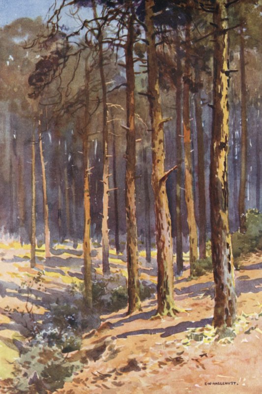 Talbot Woods, Bournemouth (kolor lito) autorstwa Ernest William Haslehust