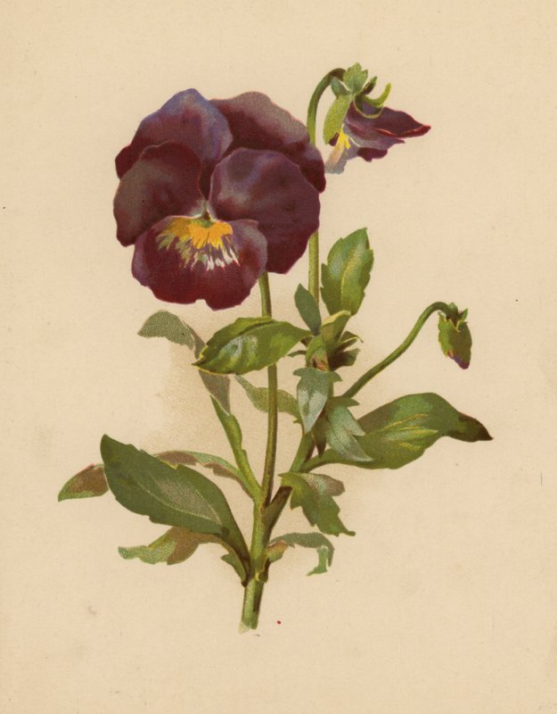 Bratek (chromolitho) autorstwa Ethel C. Nisbet