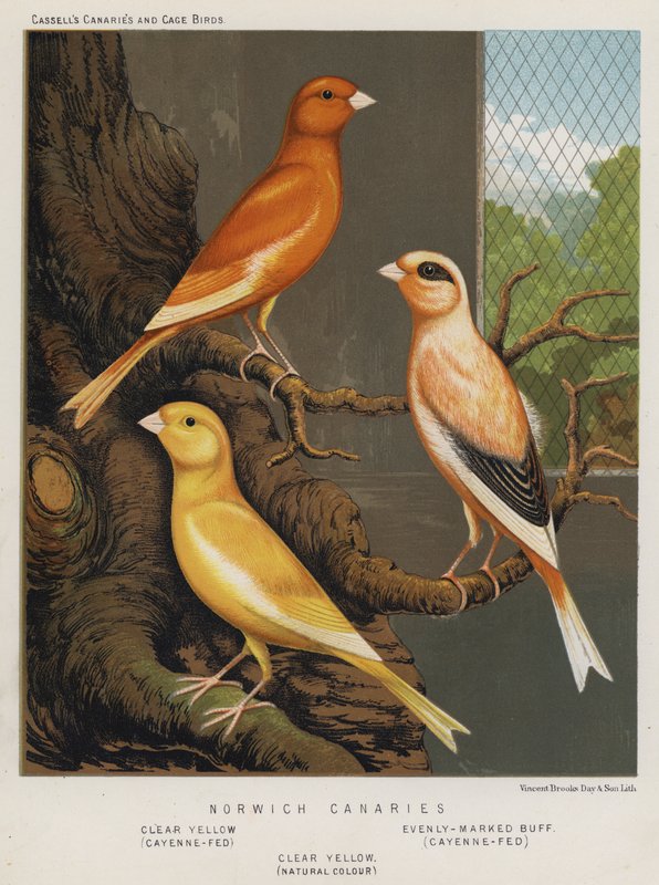 Norwich Canaries, Clear Yellow, Cayenne-Fed, równomiernie zaznaczony Buff, Cayenne-Fed, Clear Yellow, Natural Color autorstwa European School