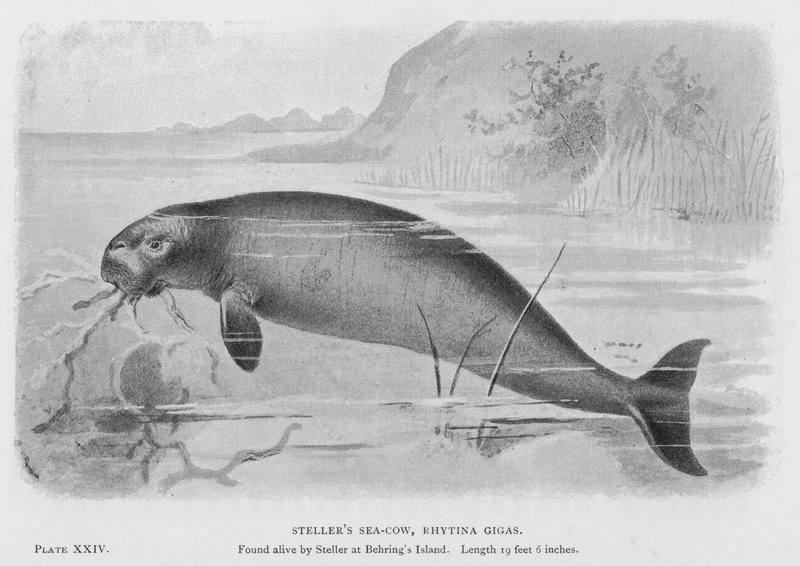 Krowa morska Stellera, Rhytina Gigas autorstwa European School
